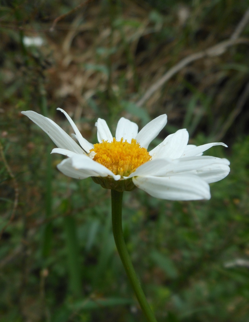 Leucanthemum pachyphyllum Marchi & Illuminati